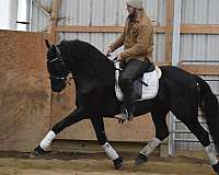 dressage-friesian-horse