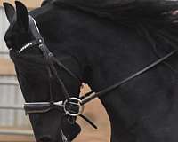 jumping-friesian-horse