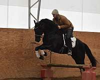 driving-friesian-horse