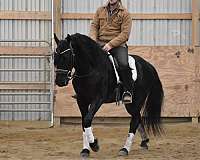 flashy-friesian-horse