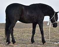 performance-friesian-horse