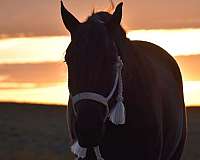 parade-friesian-horse