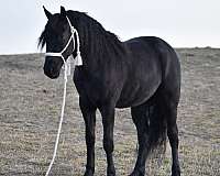 ridden-english-friesian-horse