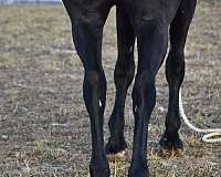 trail-riding-friesian-horse