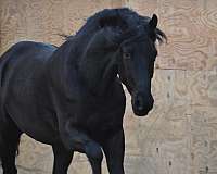 black-friesian-gelding