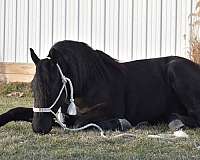 black-all-around-horse