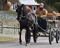 ridden-western-friesian-horse