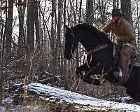 show-friesian-horse