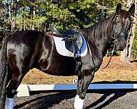 dutch-warmblood-gelding