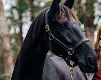 dutch-warmblood