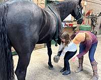 dressage-oldenburg-horse