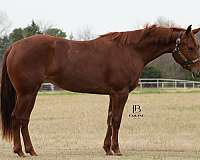 all-around-quarter-horse