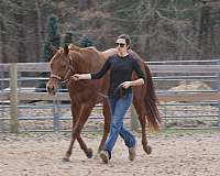 green-prospect-quarter-horse