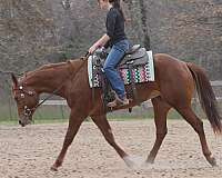 the-invester-bred-quarter-horse