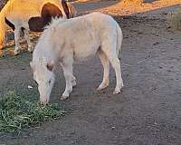 silb-filly-for-sale