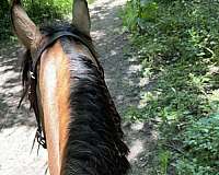 quarter-horse-for-sale