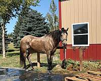 quarter-horse-gelding