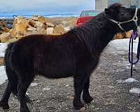 companion-youth-miniature-horse