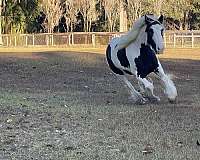 english-pleasure-gypsy-vanner-horse