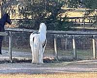 ranch-gypsy-vanner-horse