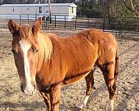 barrel-racing-quarter-horse