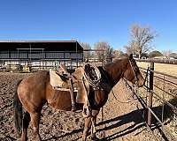 quarter-horse-for-sale