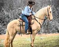 breeding-tennessee-walking-horse