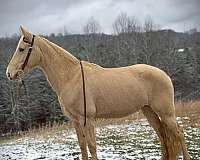 dappled-tennessee-walking-horse