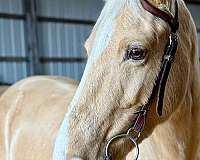 experienced-tennessee-walking-horse