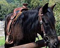 breeding-rocky-mountain-horse