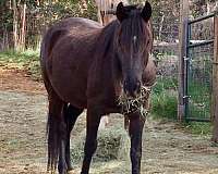 foundation-rocky-mountain-horse