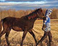 gaited-morgan-filly