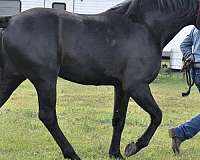 black-none-horse