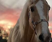 longe-line-morgan-palomino-horse