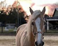 morgan-horse