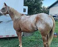 palomino-varnish-horse