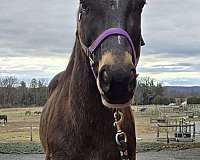 buckskin-white-star-horse