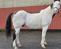 medicine-hat-coloring-red-white-paint-horse