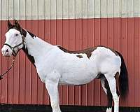 tobiano-medicine-hat-coloring-red-white-paint-horse