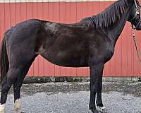 black-therapy-horse