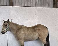 all-around-quarter-horse