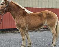 therapy-haflinger-horse