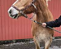 driving-trail-haflinger-palomino-horse