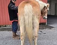 palomino-driving-trail-horse