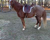 red-roan-roan-racking-horses-for-sale