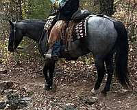 blue-roan-bullseye-on-head-rear-ankle-sock-horse