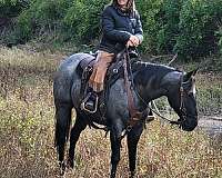 blue-roan-quarter-horse-mare