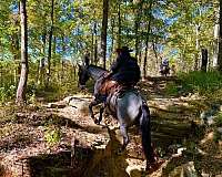 blue-roan-aqha-mare