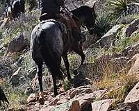 blue-roan-aqha-horse