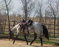 blue-roan-quarter-horse-for-sale